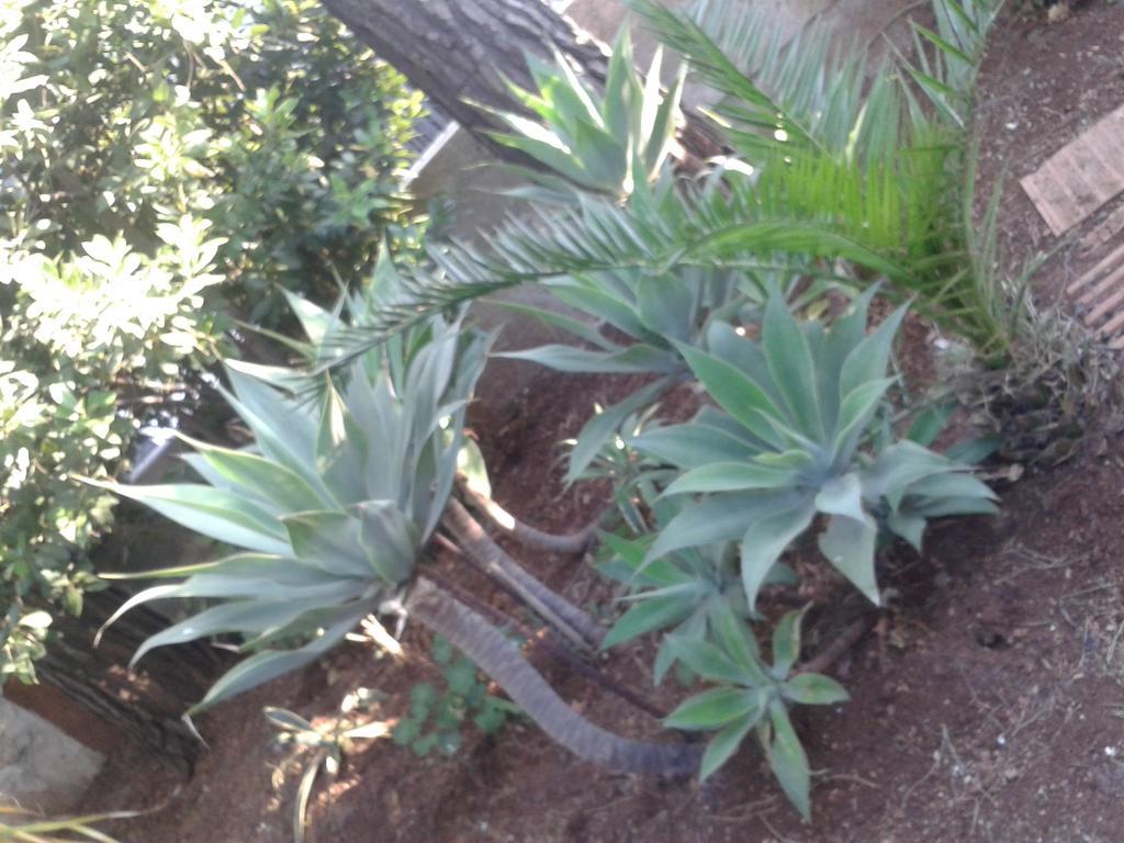 B&B Il Girasole Noto Luaran gambar